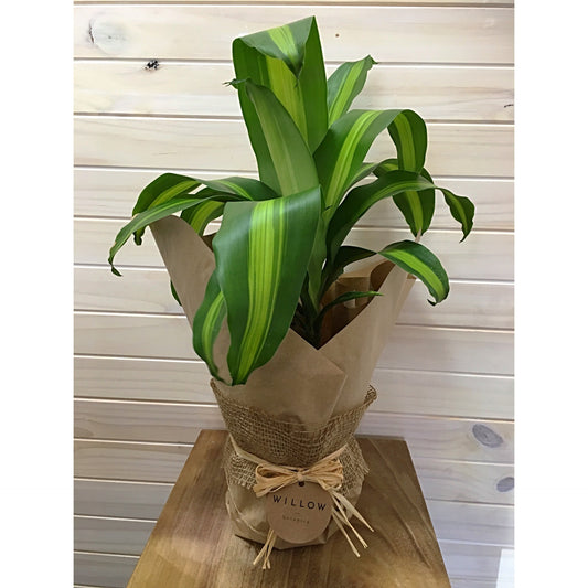 Small indoor plant, with vertically striped leaves. Available for delivery to Yamba, Maclean, Grafton & Iluka from Willow Botanica Florist.