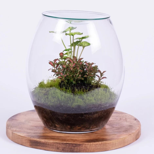 Glass, elipse shaped terrarium, containing seasonal plants. 19cm height &  25cm diameter. Available for delivery to Yamba, Maclean, Grafton & Iluka from Willow Botanica Florist. 