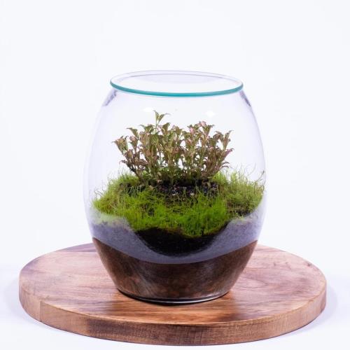 Terrarium - Jar with cork lid