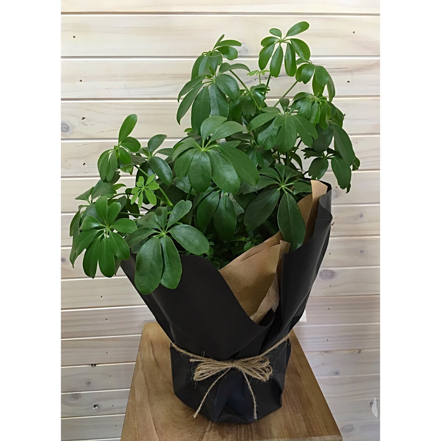 Schefflera