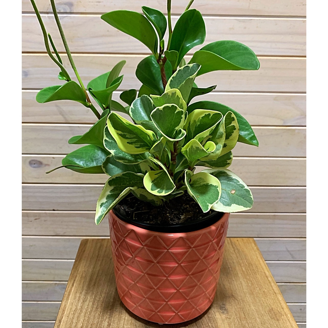 Small indoor plant, with fleshy leaves which are variegated greens in colour. Available for delivery to Yamba, Maclean, Grafton & Iluka from Willow Botanica Florist. 
